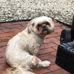 Meet your Posher, Puppy